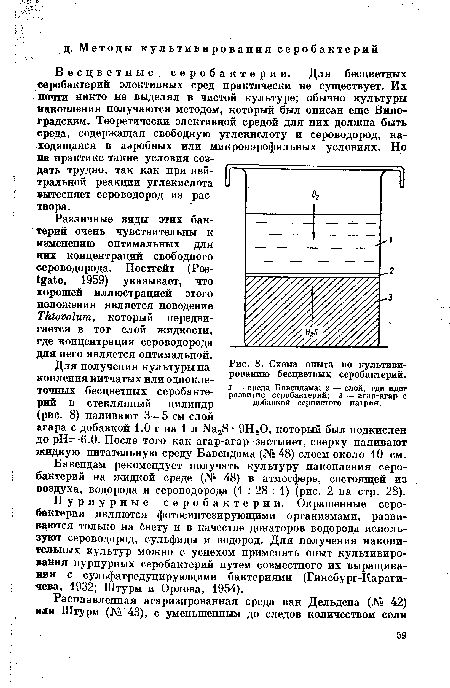 П у рпурные серобактерии. Окрашенные серобактерии являются фотосинтезирующими организмами, развиваются только на йвету и в качестве донаторов водорода используют сероводород, сульфиды и водород. Для получения накопительных культур можно с успехом применять опыт культивирования пурпурных серобактерий путем совместного их выращивания с сульфатредуцирующими бактериями (Гинсбург-Караги-чева, 1932; Штурм и Орлова, 1954).