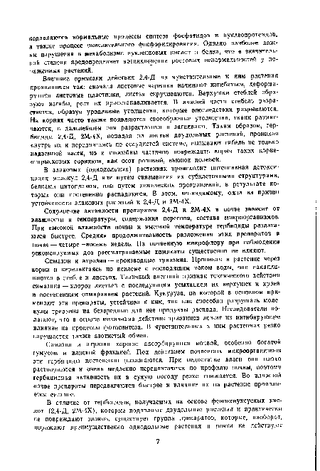 Внешние признаки действия 2,4-Д на чувствительные к ним растения проявляются так: сначала листовые черешки начинают изгибаться, деформируются листовые пластинки, листья скручиваются. Верхушки стеблей образуют изгибы, рост их приостанавливается. В нижней части стебель разрастается, образуя уродливые утолщения, которые впоследствии разрываются. На корнях часто также появляются своеобразные утолщения, ткани размягчаются, в дальнейшем они разрастаются и загнивают. Таким образом, гербициды 2,4-Д, 2М-4Х, попадая на листья двудольных растений, проникая внутрь их и передвигаясь по сосудистой системе, вызывают гибель не только надземной части, но и способны частично повреждать корни таких корнеотпрысковых сорняков, как осот розовый, вьюнок полевой.