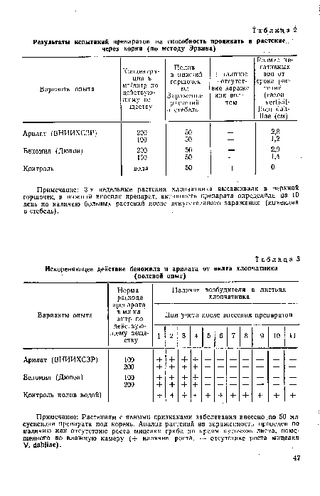 Хлопчатник фото растение