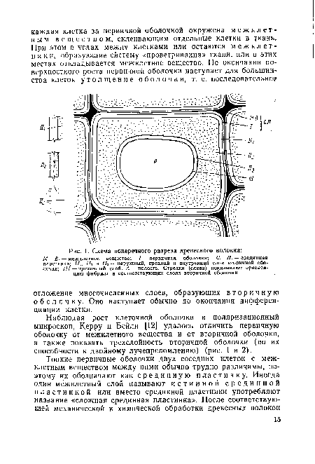 Схема поперечного разреза древесного волокна