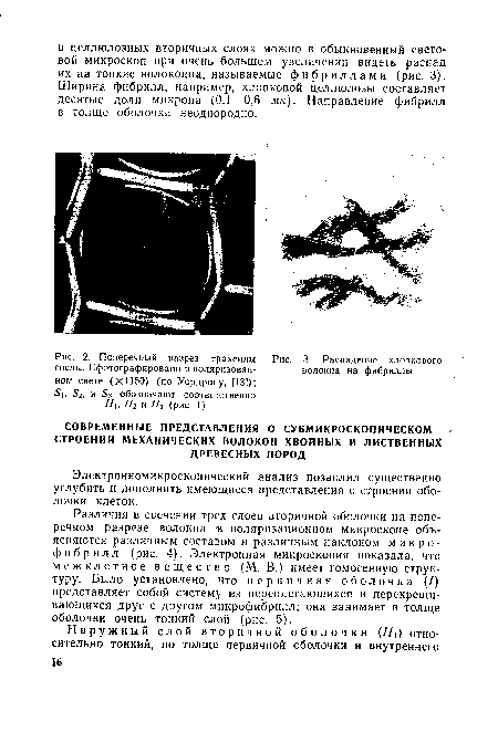 Поперечный разрез трахеиды 