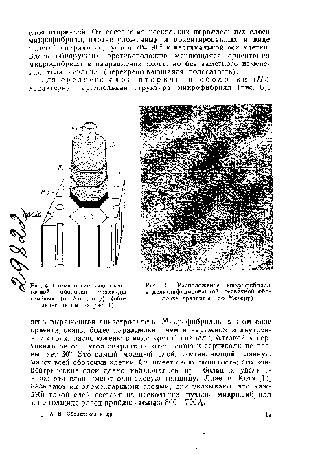 Схема организации клеточной оболочки трахеиды хвойных (по Уордропу) (обозначения см. на рис. 1)