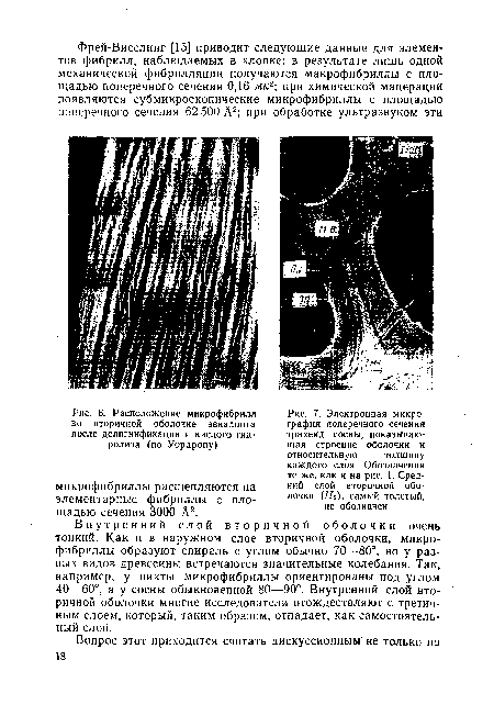 Электронная микрография поперечного сечения трахеид сосны, показывающая строение оболочки и относительную толщину каждого слоя. Обозначения те же, как и на рис. 1. Средний слой вторичной оболочки (IIг), самый толстый,