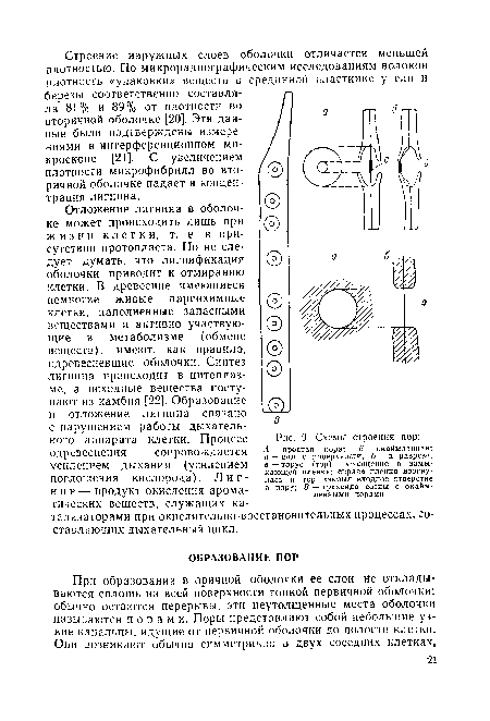 Схемы строения пор