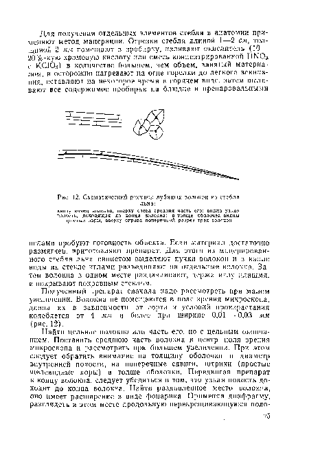 Схематический рисунок лубяных волокон из стебля