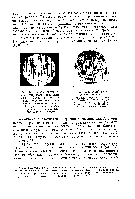 Продольный тангенциальный разрез древесины сосны. Среди трахеид и узких сердцевинных лучей выделяется один сердцевинный луч, расширяющийся посередине, с горизонтальным смоляным ходом