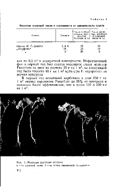 Молодые растения огурцов