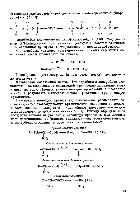 Пирофосфат расщепляется пирофосфатазой, а АФС под действием АФС-редуктазы при участии цитохрома восстанавливается с образованием сульфита и отщеплением аденозинмонофосфата.