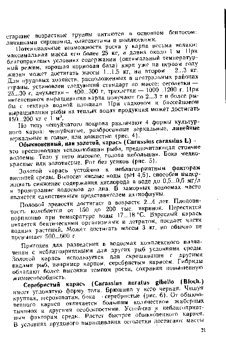 Обыкновенный, или золотой, карась (Carassius carassius L) — это пресноводная теплолюбивая рыба, предпочитающая стоячие водоемы. Тело у него высокое, голова небольшая. Бока медно-красные или золотистые. Рот без усиков (рис. 5).