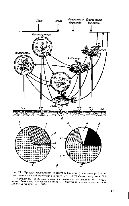 Процесс круговорота веществ в водоеме (а) и доля рыб в общей биологической продукции и биомассе естественных водоемов (б)