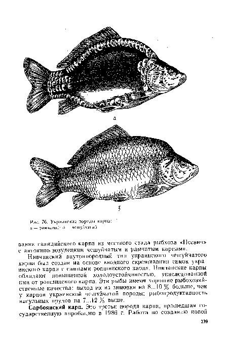 Украинские породы карпа