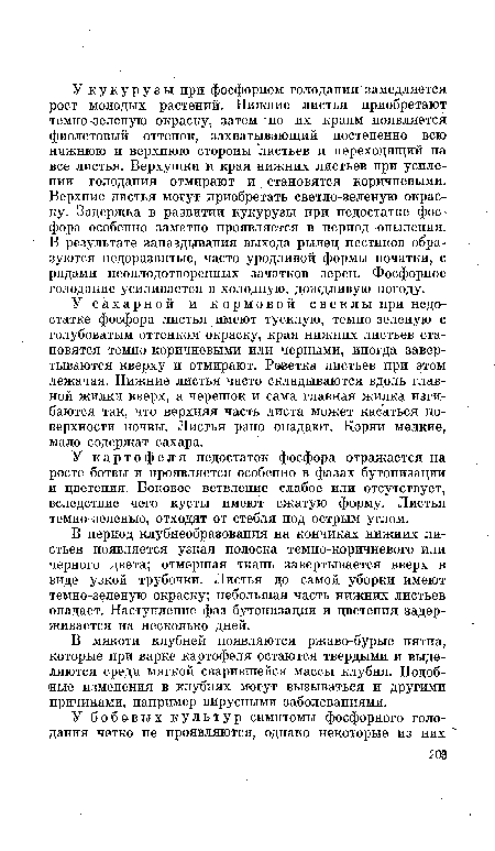 В период клубнеобразования на кончиках нижних листьев появляется узкая полоска темно-коричневого или черного цвета; отмершая ткань завертывается вверх в виде узкой трубочки. Листья до самой уборки имеют темно-зеленую окраску; небольшая часть нижних листьев опадает. Наступление фаз бутонизации и цветения задерживается на несколько дней.