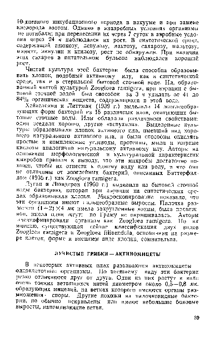 В некоторых активных илах развиваются актиномицеты — одноклеточные организмы. По внешнему виду эти бактерии резко отличаются друг от друга. Одни из них растут в виде очень тонких ветвящихся нитей диаметром около 0,5—0,8 мк, образующих мицелий, на ветках которого имеются органы размножения — споры. Другие похожи на палочковидные бактерии, но обычно искривлены или имеют небольшие боковые выросты, напоминающие ветви.