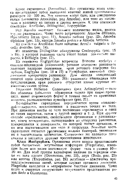 Из семейства Difflugiidae обнаружены Centropyxis (рис. 15 и 16), у которой раковина часто имеет полые конические выросты, и Diíflugia (рис. 17).