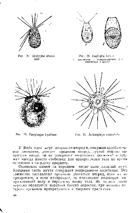 СНсотопаэ имеют на переднем конце один длинный жгут. Концевая часть жгута совершает непрерывные колебания. Эти движения заставляют организм двигаться вперед, если он не прикреплен, а если прикреплен, то производят водоворот, направляющий воду к переднему концу тела. На заднем конце нередко образуется короткий тонкий отросток, при помощи которого организм прикрепляется к твердым предметам.