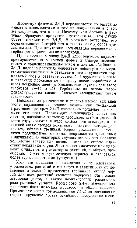 Наблюдая за растениями в течение нескольких дней после опрыскивания, можно видеть, как проникший в растение препарат 2,4-Д постепенно подавляет и искажает его рост. Происходит скручивание пластинок листьев, изгибание листовых черешков; стебли растений часто скручиваются в виде кольца или штопора, а на нижней части стеблей появляются вздутия, которые ло-паются, образуя трещины. Корни утолщаются, становятся водянистыми, мягкими, покрываются трещинами и загнивают. В некоторых случаях появляется большое количество зачаточных почек, иногда на стебле вырастают первичные корни. Листья часто желтеют или краснеют и увядают, а у некоторых растений, наоборот, приобретают более яркую зеленую окраску и становятся более тургоросцентными (упругими).