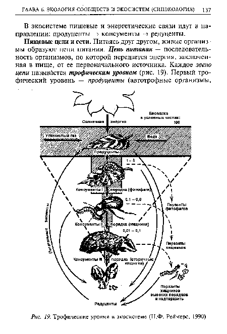 Трофические уровни в экосистеме (Н.Ф. Реймерс, 1990)