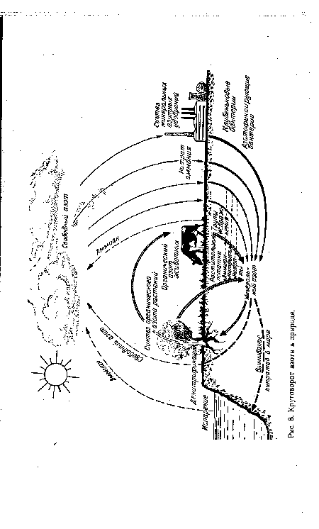 Круговорот азота в природе.