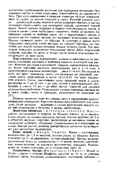 Пересаживают или переваливают пальмы в зависимости от возраста, состояния растения и величины емкости, в которой они растут. Молодые растения в маленьких горшках переваливают ежегодно. Более взрослые растения пересаживают раз в 2—3 года, а крупномерные кадочные экземпляры — раз в 5—6 лет. Растениям до пяти лет дают земельную смесь, составленную из дерновой, листовой земли, перегнойной и песка (1:1:1:0,5). По мере увеличения возраста пальм, увеличивают долю дерновой земли в смеси: растениям от 5 до 15 лет — до трех частей в вышеуказанной пропорции, а свыше 15 лет — до пяти частей. Емкости для посадки должны быть глубокими. Размножают пальмы семенами, высевая их в смесь торфа, песка и сфагнума, желательно на подогреве до 25%.