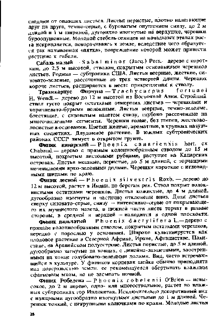 Финик пальчатый — Phoenix dactylifera L.—дерево с прямым колоннообразным стволом, покрытым остатками черешков, нередко с порослью у основания. Широко культивируется как плодовое растение в Северной Африке, Иране, Афганистане, Пакистане, на Аравийском полуострове. Листья перистые, до 5 м длиной, дугообразно загнутые на концах, с линейно-ланцетными, заостренными на конце голубовато-зелеными долями. Вид, часто встречающийся в культуре. У фиников корневая шейка обычно приподнята над поверхностью земли, ее рекомендуется обертывать влажным сфагновым мхом, но не засыпать почвой.