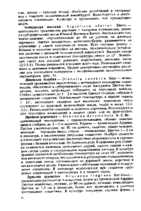 Аспидистра высокая — Aspidistra elatior Blume — многолетнее травянистое растение с ползучим корневищем, родом из субтропических лесов Южной Японии и Китая. Листья кожистые, темно-зеленые, широкоовальные до 50 см длиной, на длинных черешках. Цветки невзрачные, желтовато-бурые, развиваются на корневище у самой поверхности земли. Есть садовые формы с белыми и желтыми полосами на листьях. Исключительно устойчивое растение с широкой экологической амплитудой. Выносит самые затененные места и понижение температуры зимой до 10°. Земельная смесь для посадки: дерновая, перегнойная, листовая, песок (2:2:1:1). Полив умеренный в течение всего года. Размножают семенами и делением корневищ. Ценное декоративно-лиственное растение для озеленения интерьеров с экстремальными экологическими параметрами (рис. 4).