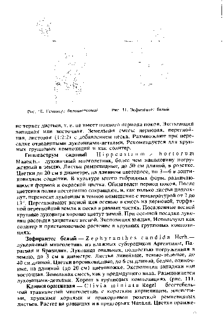 Гиппеаструм садовый — Hippeastrum X hortorum Maatsch.— луковичный многолетник, более чем наполовину погруженный в землю. Листья ремневидные, до 50 см длиной, в розетке. Цветки до 20 см в диаметре, на длинном цветоносе, по 3—6 в зонтиковидном соцветии. В культуре много гибридных форм, различающихся формой и окраской цветка. Обязателен период покоя. После цветения полив постепенно сокращают, и, как только листья подсохнут, переносят луковицы в темное помещение с температурой от 7 до 13°. Пересаживают весной или осенью в смесь из дерновой, торфяной перегнойной земли и песка в равных частях. Посаженные весной крупные луковицы хорошо цветут зимой. При осенней посадке луковиц растения зацветают весной. Экспозиция южная. Используют как солитер и пристановочное растение в крупных групповых композициях.