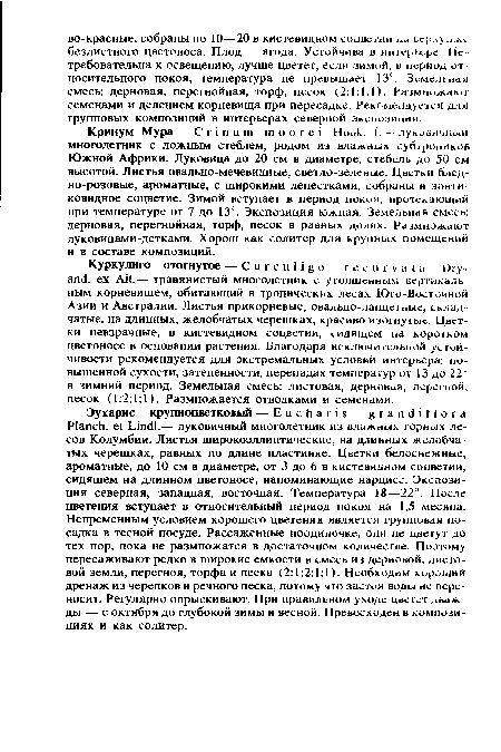 Кринум Мура — Crinum inoorei Hook. f. — луковичный многолетник с ложным стеблем, родом из влажных субтропиков Южной Африки. Луковица до 20 см в диаметре, стебель до 50 см высотой. Листья овально-мечевидные, светло-зеленые. Цветки бледно-розовые, ароматные, с широкими лепестками, собраны в зонтиковидное соцветие. Зимой вступает в период покоя, протекающий при температуре от 7 до 13°. Экспозиция южная. Земельная смесь: дерновая, перегнойная, торф, песок в равных долях. Размножают луковицами-детками. Хорош как солитер для крупных помещений и в составе композиций.