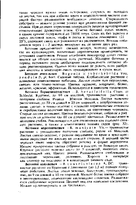 Бегония вьюнковая — В. convolvulácea A. DC.— травянистое растение из Бразилии с длинными (до 1,5 м) голыми ползучими побегами. Листья темно-зеленые, блестящие, тупозаостренные, до 9 см длиной и 11 см шириной. Мелкие белые цветки собраны в многоцветковые, поникающие кистевидные соцветия. Размножается стеблевыми черенками. Ценный вид для навесного озеленения. Можно культивировать и на трельяжах.