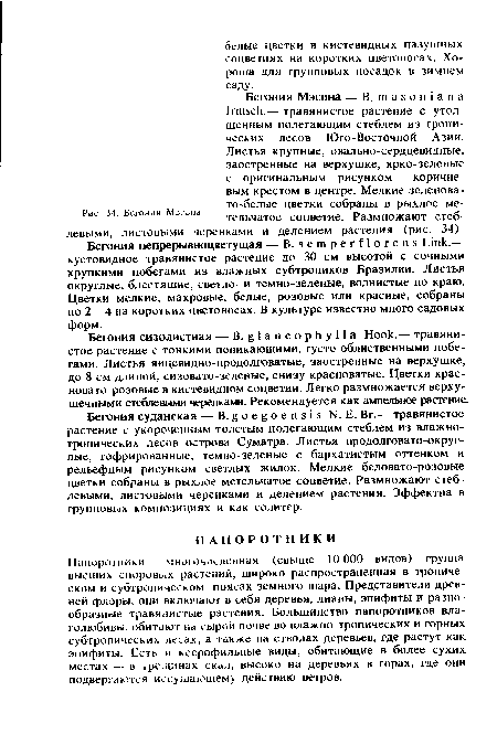 Папоротники многочисленная (свыше 10 ООО видов) группа высших споровых растений, широко распространенная в тропическом и субтропическом поясах земного шара. Представители древней флоры, они включают в себя деревья, лианы, эпифиты и разнообразные травянистые растения. Большинство папоротников влаголюбивы, обитают на сырой почве во влажно-тропических и горных субтропических лесах, а также на стволах деревьев, где растут как эпифиты. Есть и ксерофильные виды, обитающие в более сухих местах — в трещинах скал, высоко на деревьях в горах, где они подвергаются иссушающему действию ветров.