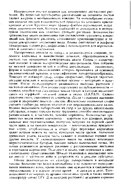 Папоротники никогда не цветут, а размножаются спорами, делением корневищ и выводковыми почками, образующимися на листьях так называемых живородящих видов. Споры — характерный элемент в цикле воспроизведения папоротников. Они собраны на нижней поверхности ьай в особых вместилищах — спорангиях, форма и характер расположении которых принимают за основной систематический признак в классификации папоротникообразных. Попадая во влажную среАу, споры прорастают, образуя заростки, несущие мужские и женские половые органы —- антеридии и архе-гонии. После оплодотворения развиваются молодые растения с настоящими вайями. Для посева спор готовят неглубокие емкости — плошки, коробки или стеклянные чашки Петри, в которые насыпают смесь из торфяной, листовой земли и песка (1:0,5:0,5). Сильно уплотнив смесь, смачивают ее кипятком. После остывания высевают споры и закрывают емкость стеклом. Желательно посеянные споры смочить слабым раствором хинозола или марганцевокислого калия. Можно выращивать папоротники из спор и на других питательных субстратах, однако гораздо менее трудоемки способы вегетативного размножения и, в частности, деление корневищ. Большинство травянистых видов имеют корневища - короткие или длинные, вертикальные или горизонтальные, ползучие, несущие на верхней своей части вайи, а на нижней поверхности — многочисленные придаточные корни, углубляющиеся в почву. При пересадке корневища деляг острым ножом на части, присыпая места срезов толченым древесным углем, каждую часть сажают в отдельные горшки или другие емкости. У «живородящих» видов на жилках возникают меристематическне бугорки, дающие начало выводковой почке. Из почки развивается дочернее растение с расчлененными листьями и короткими корешками. Отделяясь и падая, они переходят к самостоятельному существованию. Можно отламывать выводковые почки вместе с кусочком вайи и укоренять их в рыхлом субстрате.