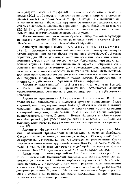 Адиантум красивый -Adiantum for in о s u m R. Br. травянистый многолетник с ползучим хрупким корневищем, более крупный, чем предыдущие виды. Вайи до 70 см длиной на длинных черешках, многократно перистые с кожистыми темно-зелеными косо-ромбовидными, лопастными сегментами, по краям которых располагаются сорусы. Родина Новая Зеландия и Юго-Восточная Австралия. Для успешного развития в интерьере необходимы высокая влажность воздуха и умеренная температура (в пределах 13—18°).