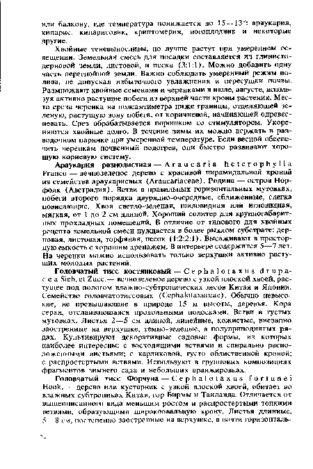 Араукария разнолистная — Araucaria heterophylla Franco — вечнозеленое дерево с красивой пирамидальной кроной из семейства араукариевых (Araucariaceae). Родина — остров Норфолк (Австралия). Ветви в правильных горизонтальных мутовках, побеги второго порядка двурядно-очередные, сближенные, слегка повисающие. Хвоя светло-зеленая, шиловидная или игловидная, мягкая, от 1 до 2 см длиной. Хороший солитер для крупногабаритных прохладных помещений. В отличие от типового для хвойных рецепта земельной смеси нуждается в более рыхлом субстрате: дерновая, листовая, торфяная, песок (1:2:2:1). Высаживают в просторную емкость с хорошим дренажем. В интерьере содержится 5—7 лет. На черенки можно использовать только верхушки активно растущих молодых растений.