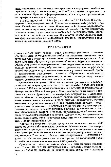 Суккулентами (лат. succus — сок) называют растения с сочными, мясистыми и утолщенными стеблями, листьями, цветками. Они встречаются в различных семействах растительного царства и обитают главным образом в засушливых областях Африки и Америки. Облик суккулентов, превративших свои надземные органы во вместилища запасной воды, обусловлен сходными путями морфологической эволюции под влиянием изменения условий внешней среды и становления засушливого климата. Обретенные особенности строения помогают суккулентам, экономно расходуя воду, выдерживать длительные периоды засухи и зноя.