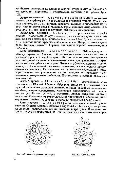 Агава королевы Виктории