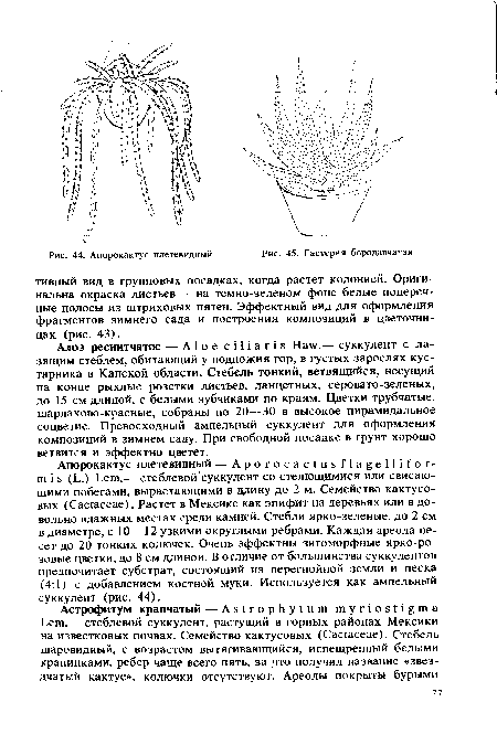 Алоэ реснитчатое — Aloe ciliaris Haw.— суккулент с лазящим стеблем, обитающий у подножия гор, в густых зарослях кустарника в Капской области. Стебель тонкий, ветвящийся, несущий на конце рыхлые розетки листьев, ланцетных, серовато-зеленых, до 15 см длиной, с белыми зубчиками по краям. Цветки трубчатые, шарлахово-красные, собраны по 20—30 в высокое пирамидальное соцветие. Превосходный ампельный суккулент для оформления композиций в зимнем саду. При свободной посадке в грунт хорошо ветвится и эффектно цветет.