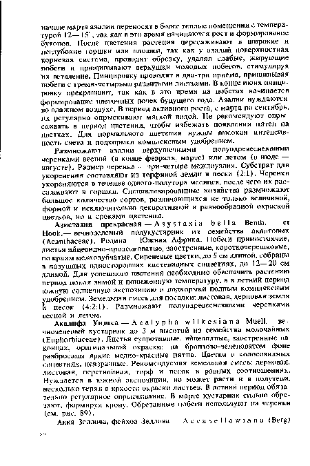 Размножают азалии верхушечными полуодревесневшими черенками весной (в конце февраля, марте) или летом (в июле — августе). Размер черенка — три-четыре междоузлия. Субстрат для укоренения составляют из торфяной земли и песка (2:1). Черенки укореняются в течение одного-полутора месяцев, после чего их рассаживают в горшки. Специализированные хозяйства размножают большое количество сортов, различающихся не только величиной, формой и исключительно декоративной и разнообразной окраской цветков, но и сроками цветения.