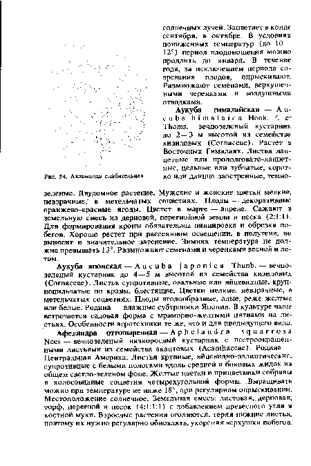 Аукуба японская — Aucuba japónica Thunb. — вечнозеленый кустарник до 4—5 м высотой из семейства кизиловых (Согпасеае). Листья супротивные, овальные или яйцевидные, крупнопильчатые по краям, блестящие. Цветки мелкие, невзрачные, в метельчатых соцветиях. Плоды ягодообразные, алые, реже желтые или белые. Родина — влажные субтропики Японии. В культуре чаще встречается садовая форма с мраморно-желтыми пятнами на листьях. Особенности агротехники те же, что и для предыдущего вида.