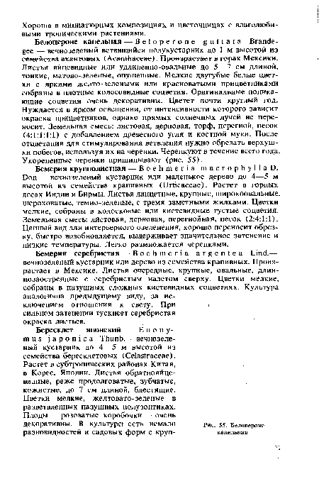 Бемерия крупнолистная — Boehmeria macrophyllaD. Don — вечнозеленый кустарник или маленькое дерево до 4—5 м высотой из семейства крапивных (Urticaceae). Растет в горных лесах Индии и Бирмы. Листья ланцетные, крупные, широкоовальные, шероховатые, темно-зеленые, с тремя заметными жилками. Цветки мелкие, собраны в колосковые или кистевидные густые соцветия. Земельная смесь: листовая, дерновая, перегнойная, песок (2:4:1:1). Ценный вид для интерьерного озеленения, хорошо переносит обрезку, быстро возобновляется, выдерживает значительное затенение и низкие температуры. Легко размножается черенками.