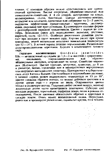 Гардения жасминовидная