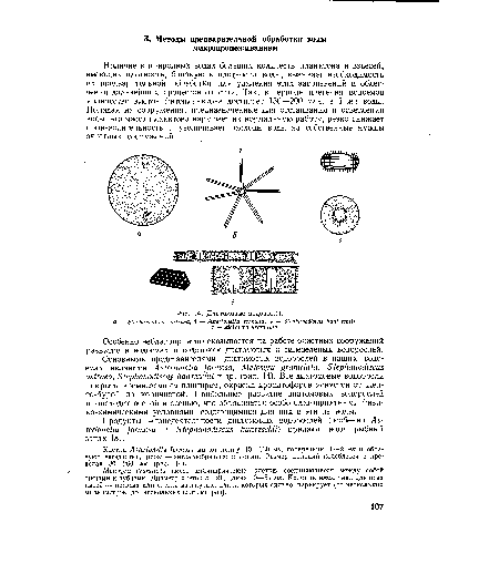 Диатомовые водоросли