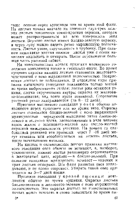 На кислых и сильнокислых почвах признаки магниевого голодания овса обычно не исчезают, а, наоборот, усиливаются, нижние листья равномерно окрашиваются в желтоватый цвет, верхние — в бледно-зеленый. При сильном голодании мраморность исчезает — кончики и края листьев отмирают. Все фазы развития овса запаздывают, и он плохо созревает. Убирать такой овес приходится на 5—7 дней позже.