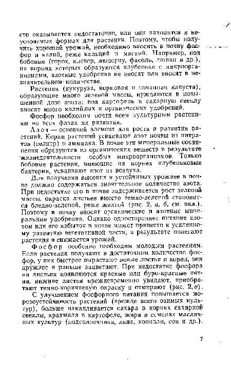 Растения (кукуруза, кормовая и кочанная капуста), образующие много зеленой массы, нуждаются в повышенной дозе азота; под картофель и сахарную свеклу вносят много калийных и органических удобрений.