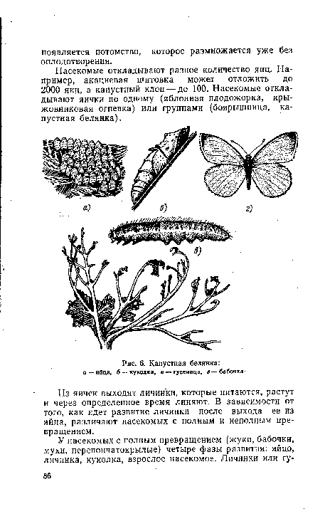 Капустная белянка