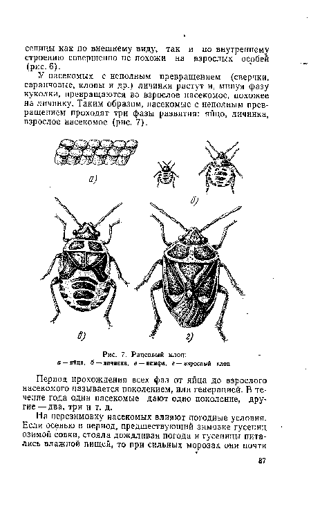 Рапсовый клоп