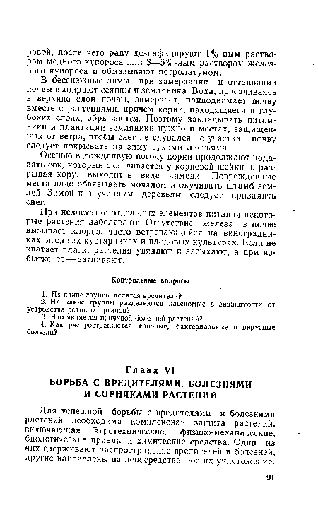 Осенью в дождливую погоду корни продолжают подавать сок, который скапливается у корневой шейки и, разрывая кору, выходит в виде камеди. Поврежденные места надо обвязывать мочалом и окучивать штамб землей. Зимой к окученным деревьям следует привалить снег.