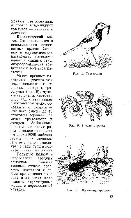 Много вредных насекомых уничтожают насекомоядные птицы: синицы, скворцы, тря- согузки (рис. 8), мухоловки, дятлы, ласточки и др. Одна пара синиц с потомством может сохранить от повреждений насекомыми до 40 плодовых деревьев. Не менее трудолюбив и скворец. Заботливые родители за время роста птенцов приносят им около 8000 майских жуков и их личинок. Поэтому надо привлекать в сады птиц и подкармливать их зимой.