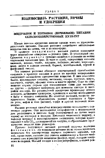 В процессе воздушного питания листья поглощают через мельчайшие отверстия — устьица (рис. 2) углекислый газ. Сущность корневого питания сводится к усвоению из почвы корневыми волосками (рис. 3) воды-и солей, содержащих катионы аммония, железа, калия, кальция, кобальта, магния, марганца, меди, цинка и анионы азотной, борной, молибденовой, серной и фосфорной кислот.