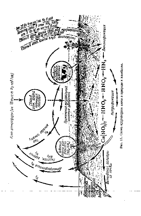 Нитрификация Рис. 11. Схема круговорота азота в природе и хозяйстве.