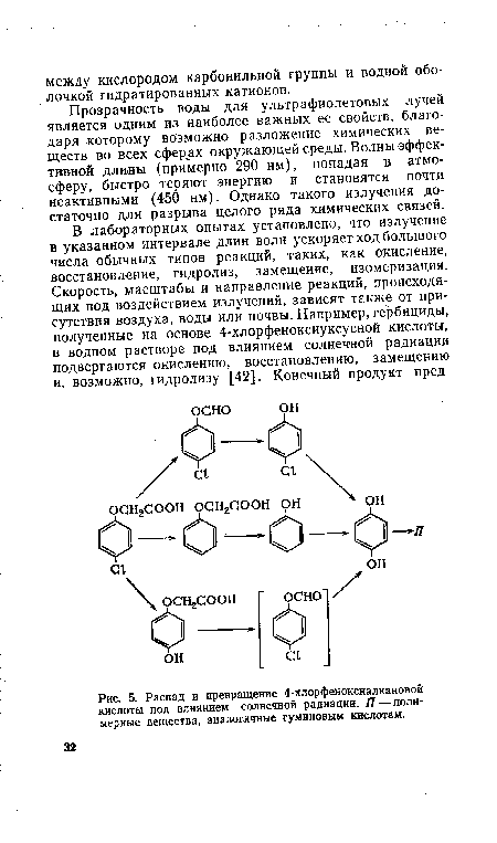 Распад и превращение 4-хлорфеноксиалкановой кислоты под влиянием солнечной радиации. П — полимерные вещества, аналогичные гуминовым кислотам.