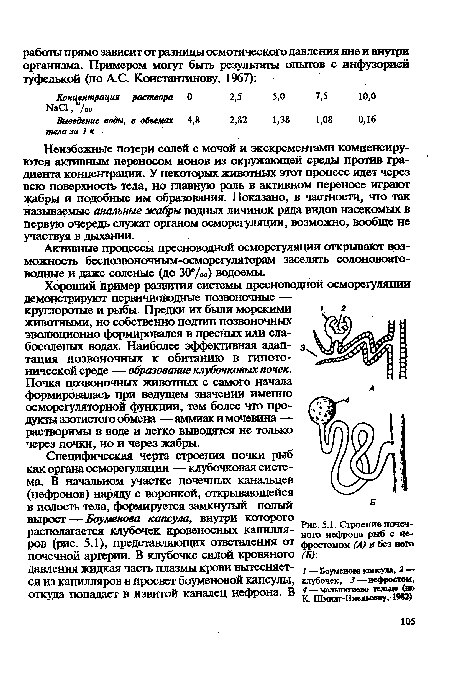 Хороший пример развитая системы пресноводной осморегуляции демонстрируют первичноводные позвоночные — круглоротые и рыбы. Предки их были морскими » г животными, но собственно подтип позвоночных эволюционно формировался в пресных или слабосоленых водах. Наиболее эффективная адаптация позвоночных к обитанию в гипотонической среде — образование клубочковых почек.